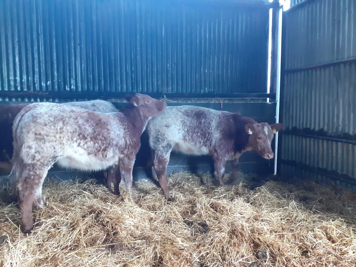 Beef cattle - Image 4