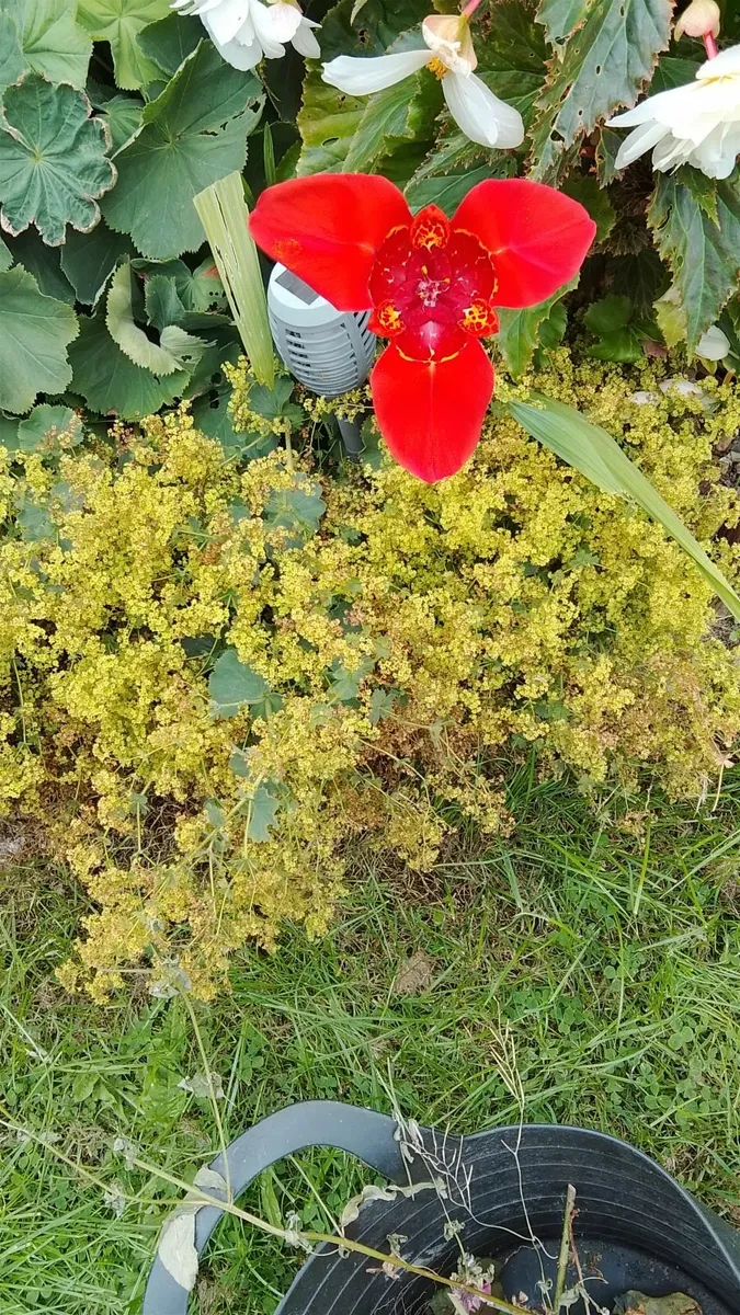 Handyman Services Dublin/ Meath/ Louth/Cavan - Image 4