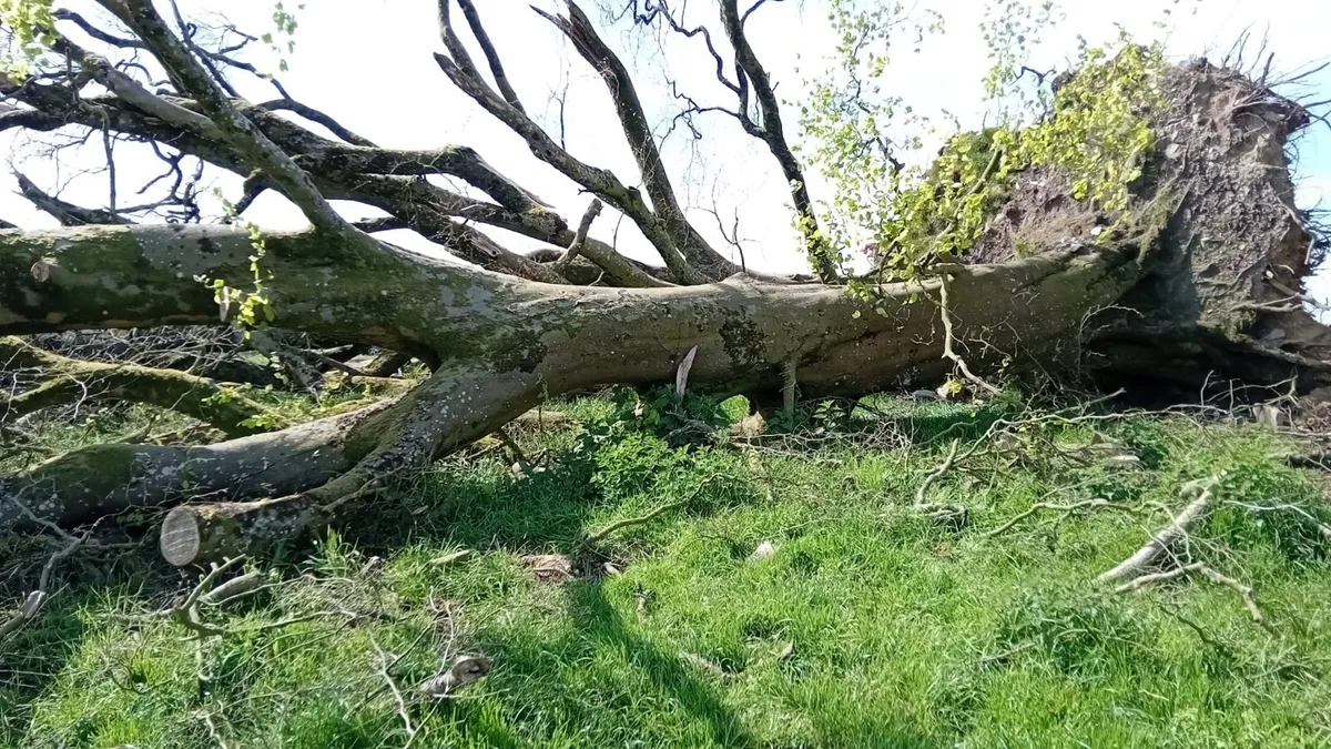 Trees fallen - Image 1