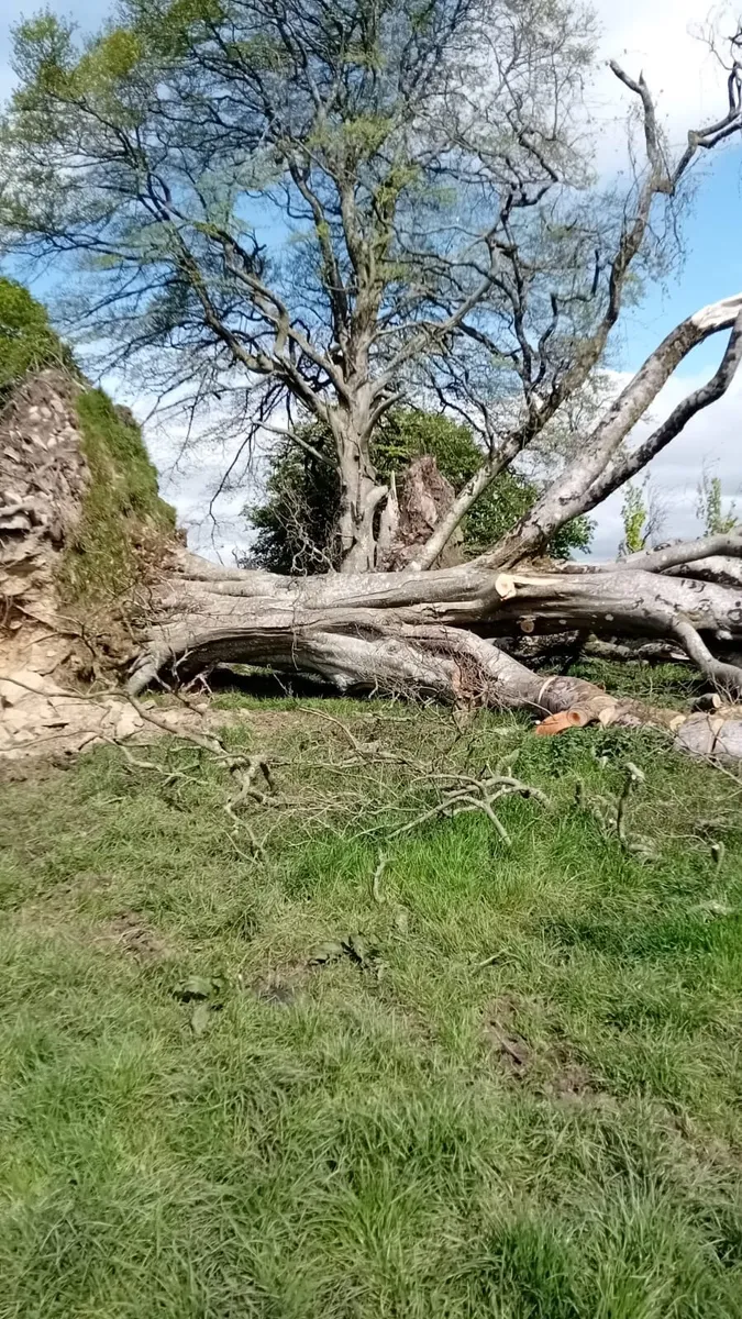 Trees fallen - Image 2