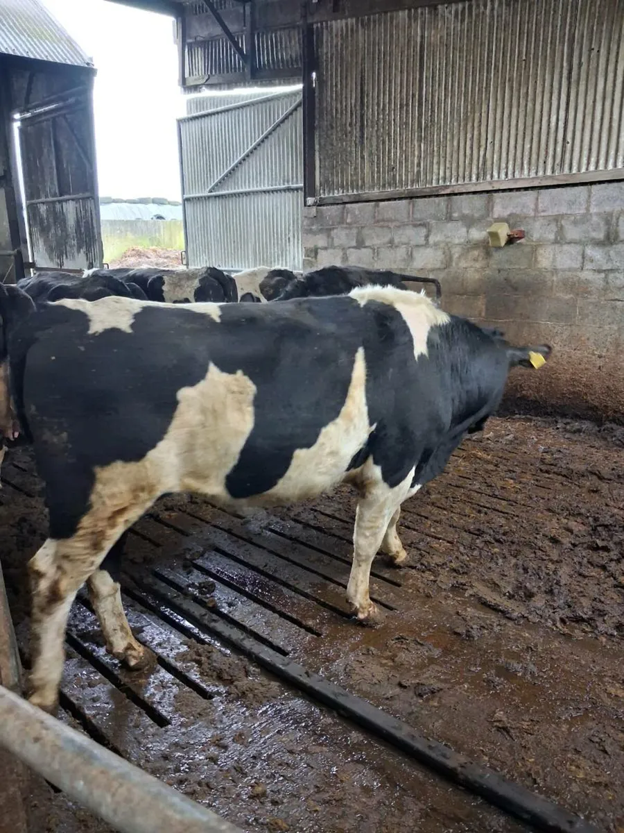 Friesian bull - Image 2