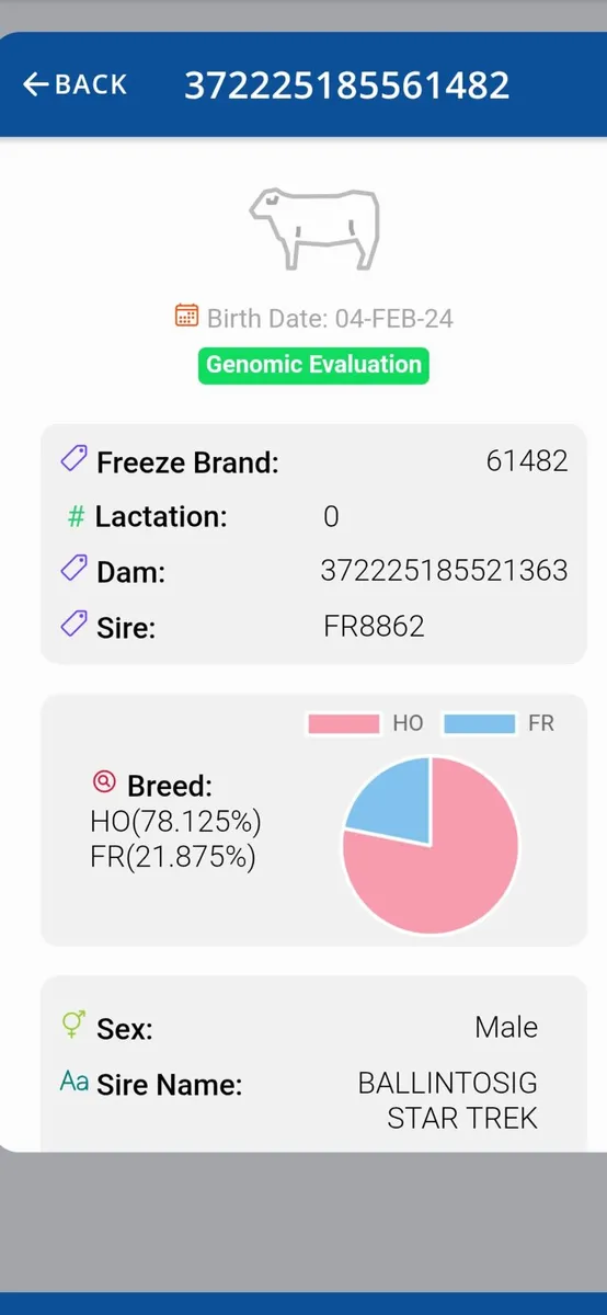 Friesian bull - Image 3
