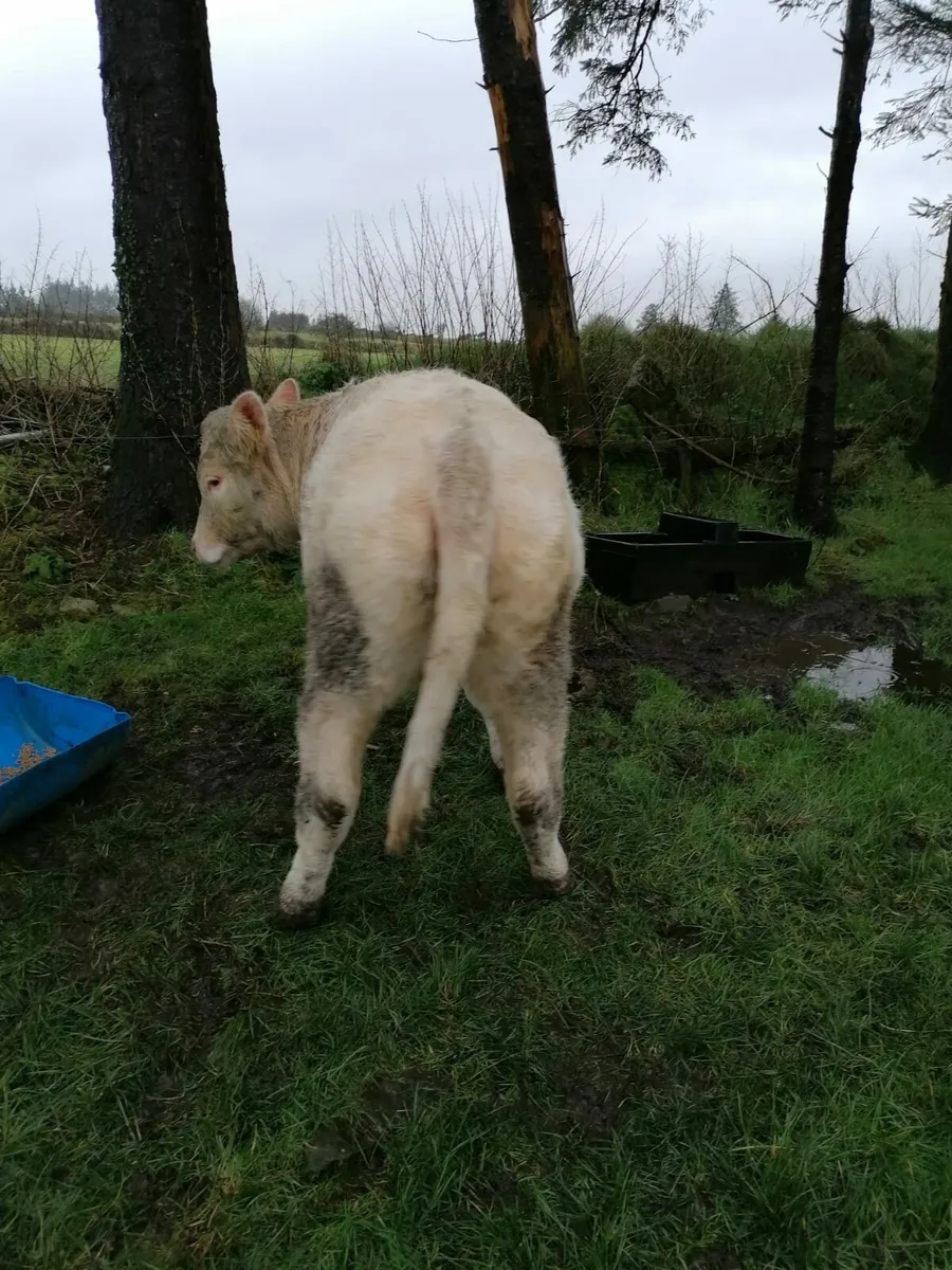 Charolais heifer - Image 1