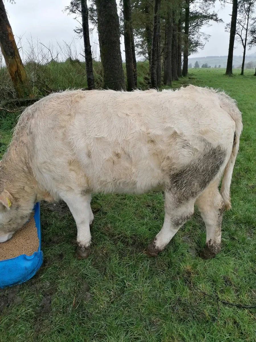 Charolais heifer - Image 2