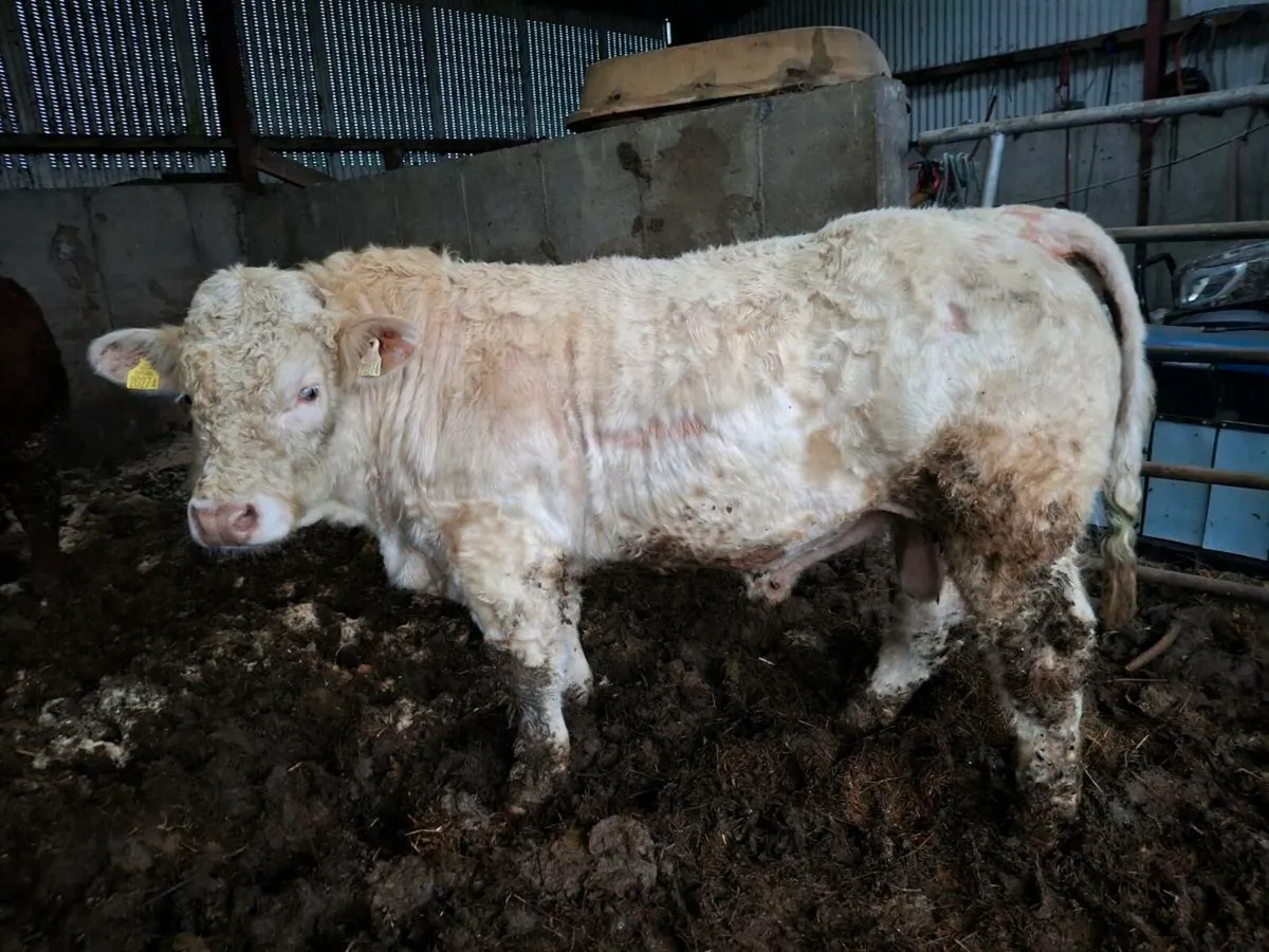 Ped Reg Ch Bul - Image 3