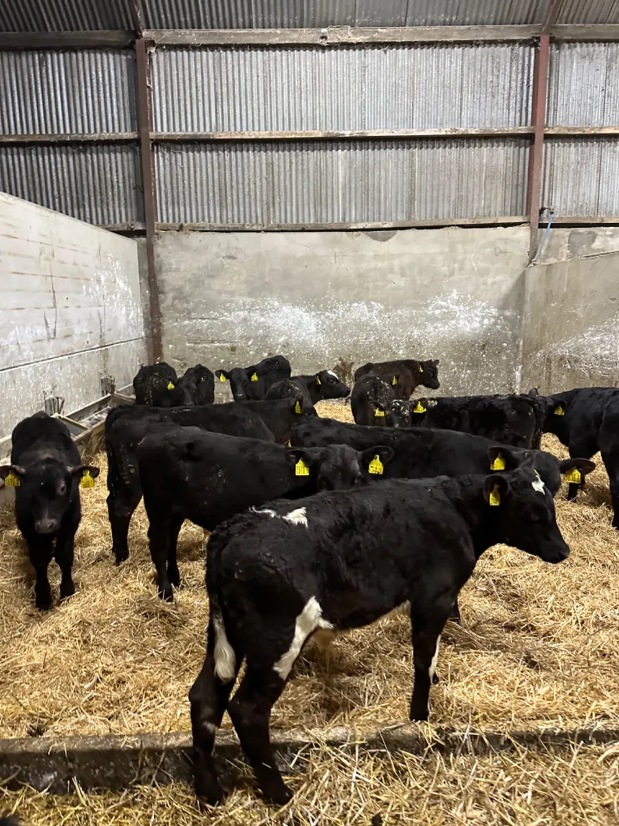 Angus and lim bulls - Image 3