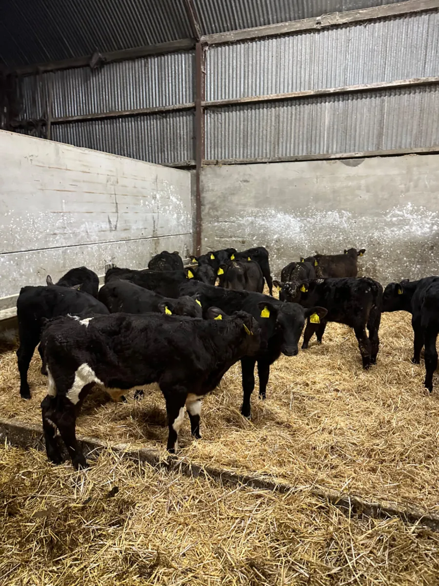 Angus and lim bulls - Image 1