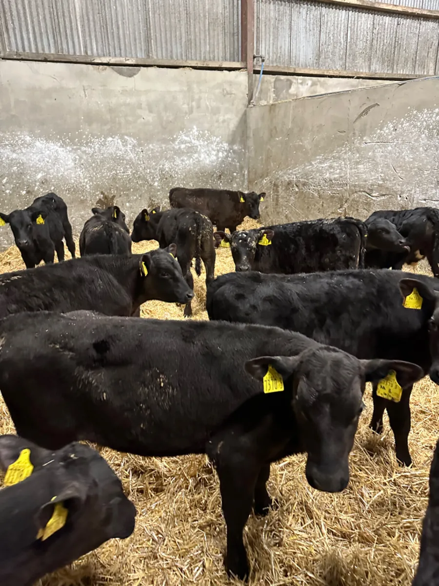 Angus and lim bulls - Image 4