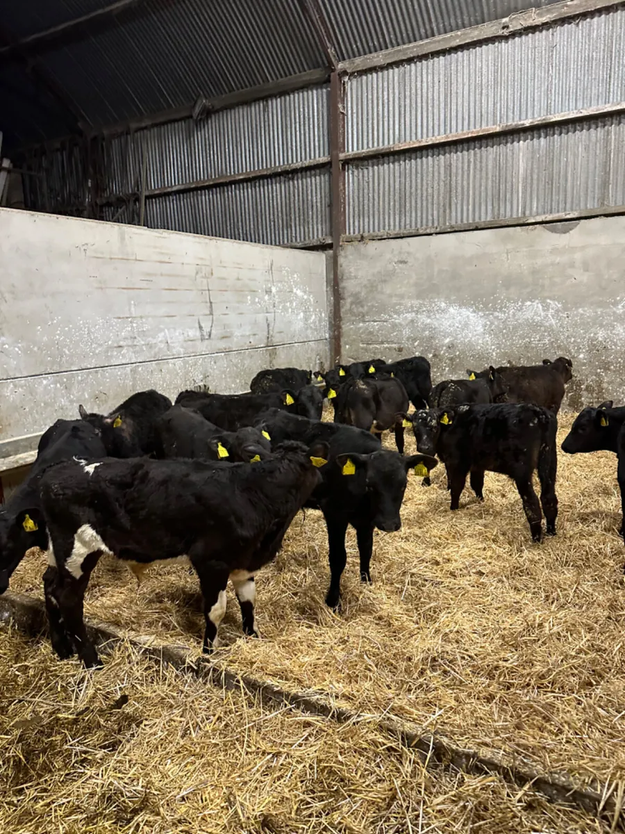 Angus and lim bulls - Image 2