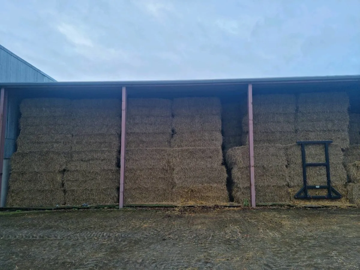 Barley and Wheaten straw - Image 3