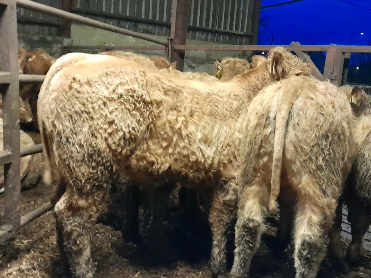 10 Smashing CHX Bullocks - Image 1