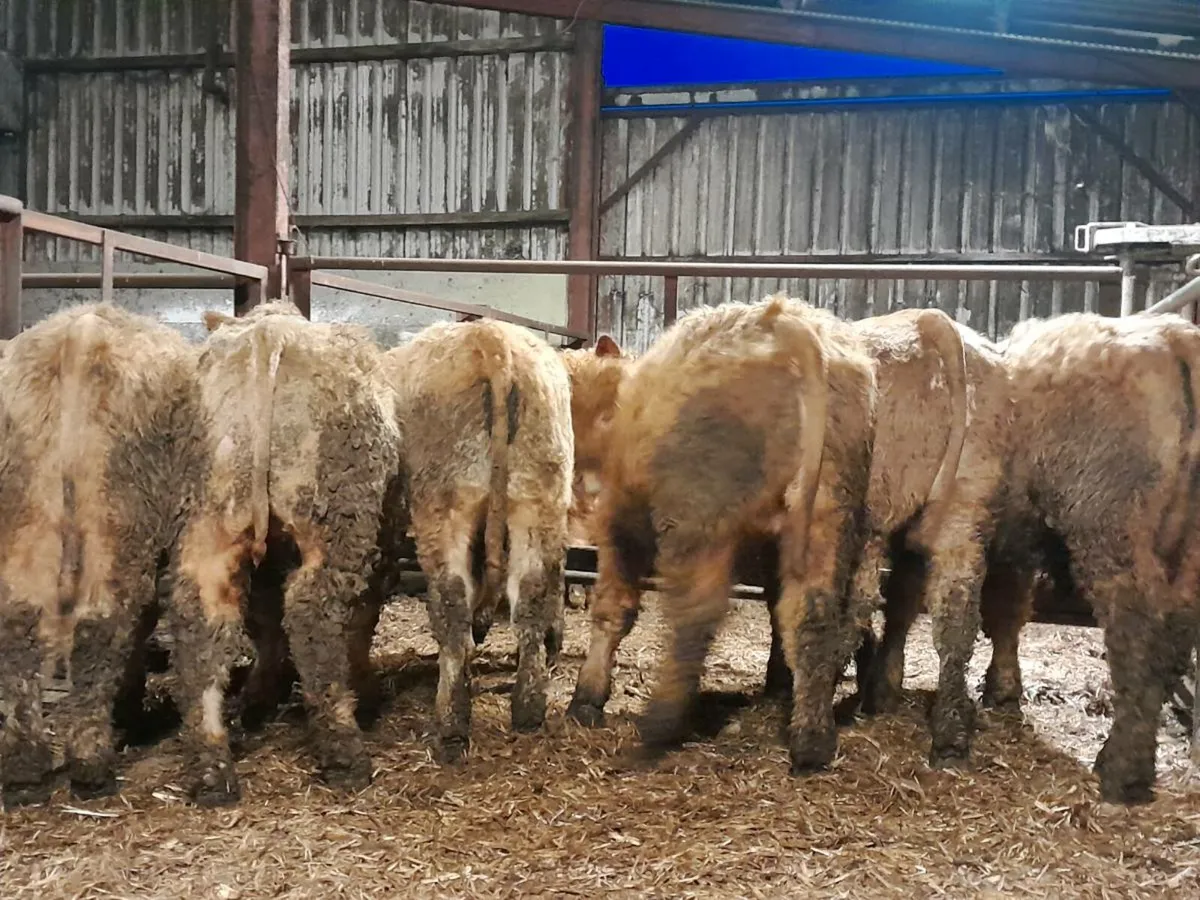 10 Smashing CHX Bullocks - Image 3