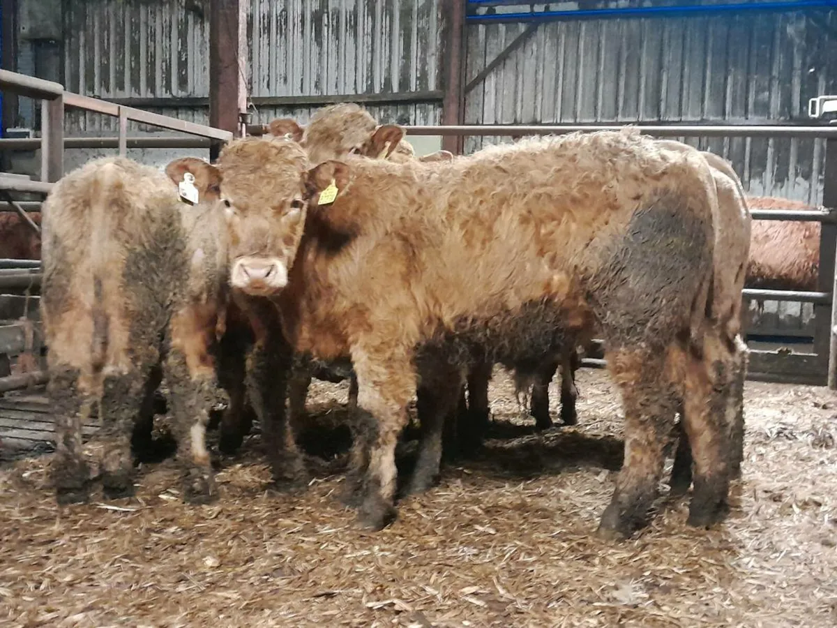 10 Smashing CHX Bullocks - Image 4