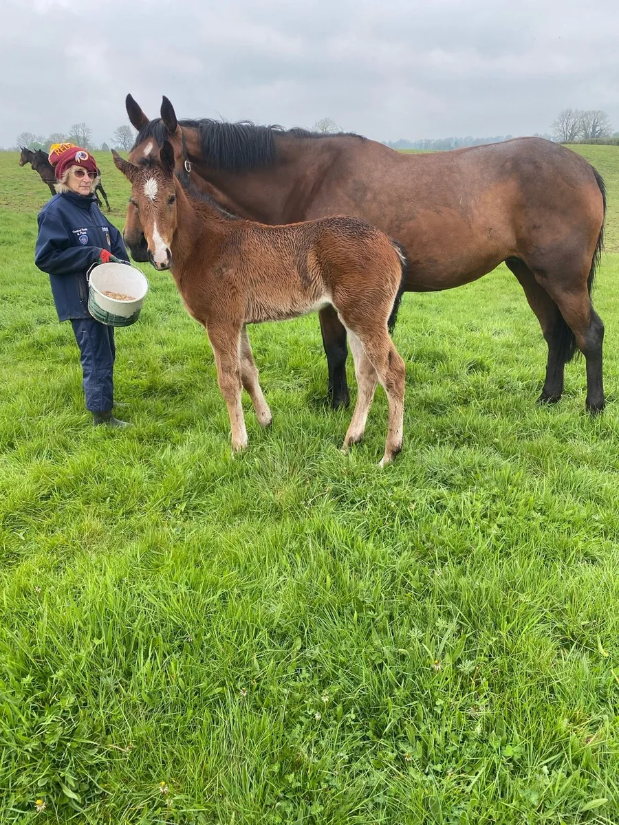 Brood Mare for Sale - Image 3