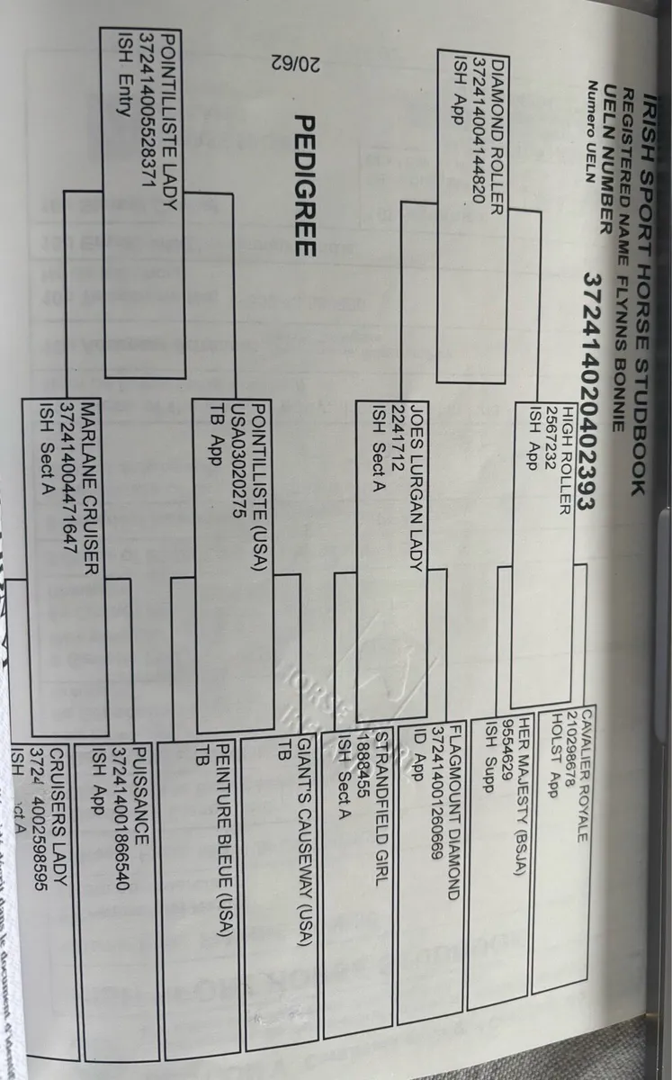Brood Mare for Sale - Image 4
