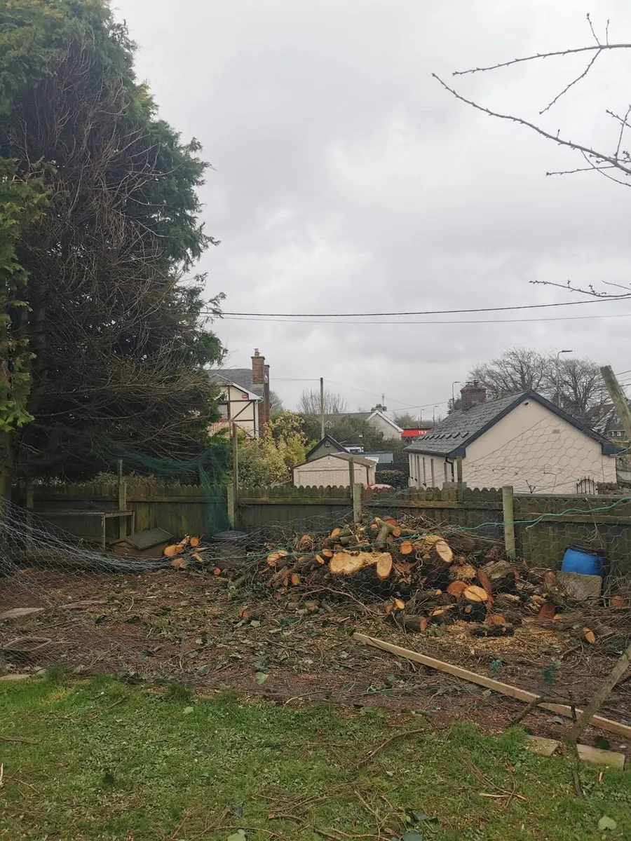 All class steam cleaning& garden service - Image 4