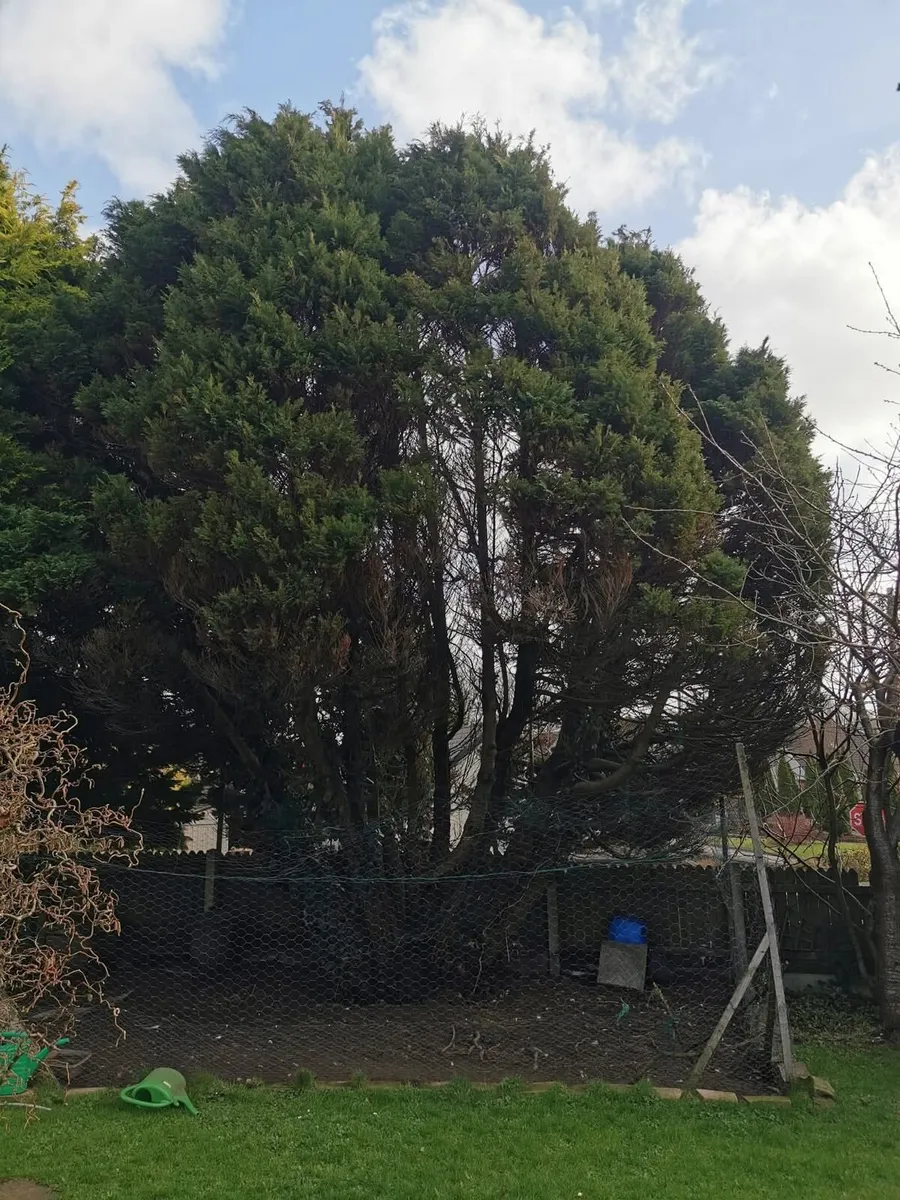 All class steam cleaning& garden service - Image 1