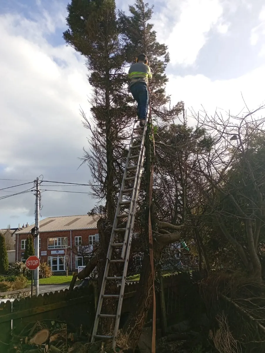 All class steam cleaning& garden service - Image 3