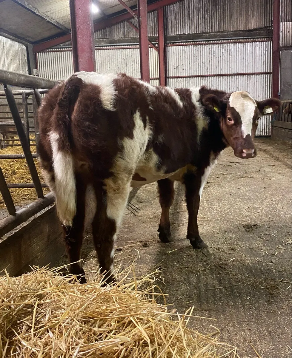 ⭐️SUPER HEIFERS⭐️ - Image 1