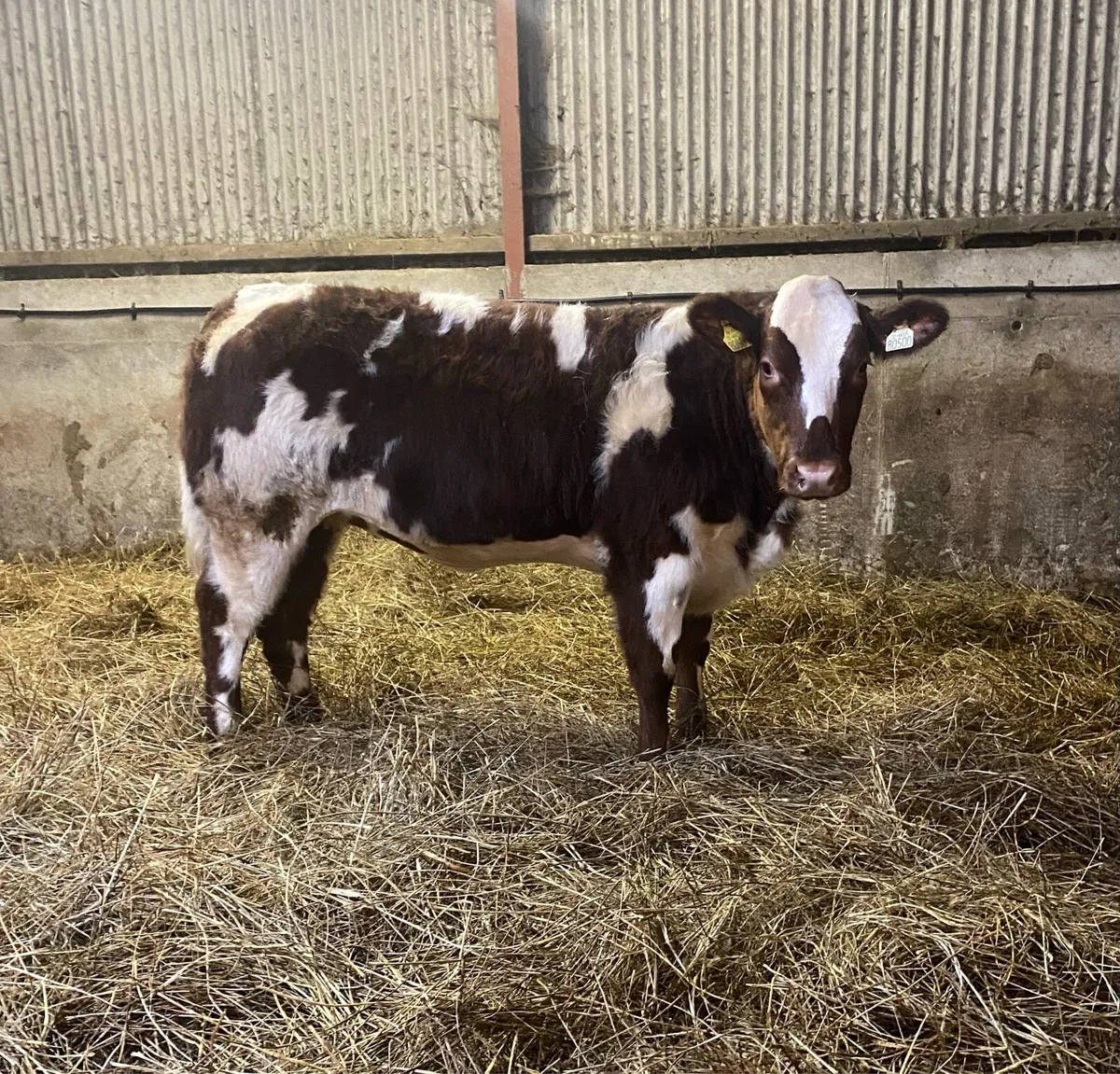 ⭐️SUPER HEIFERS⭐️ - Image 2