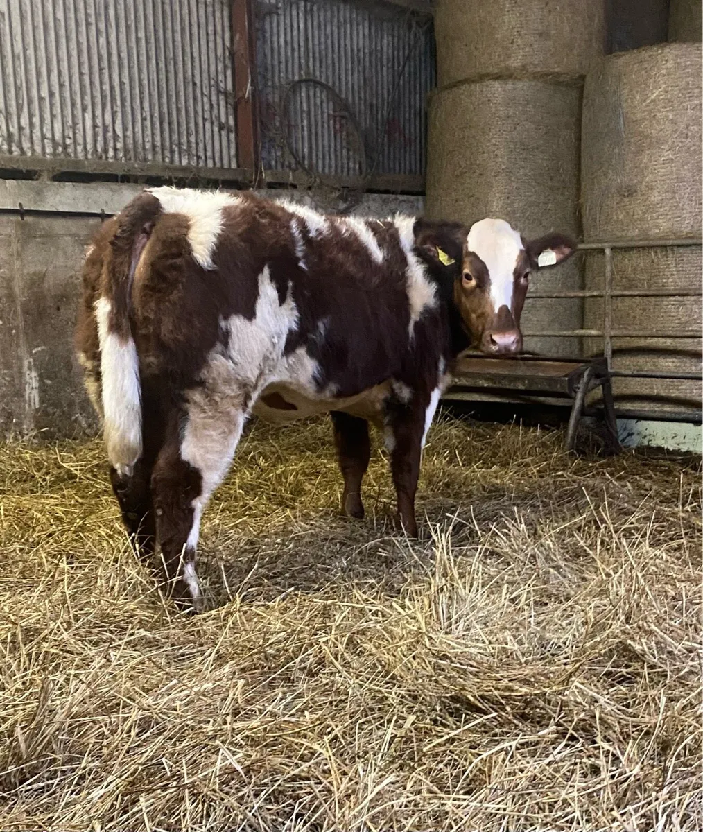 ⭐️SUPER HEIFERS⭐️ - Image 3