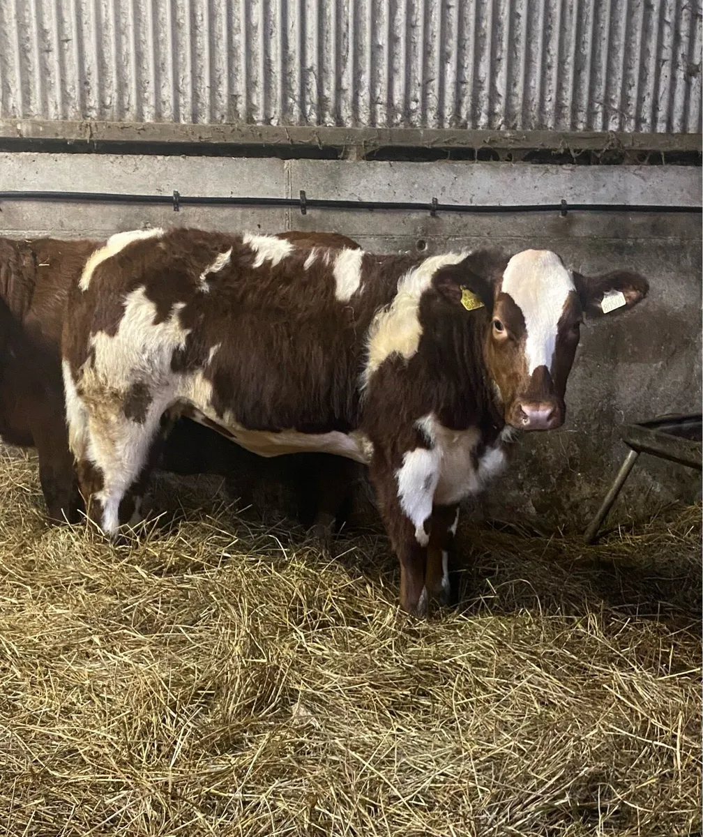 ⭐️SUPER HEIFERS⭐️ - Image 4