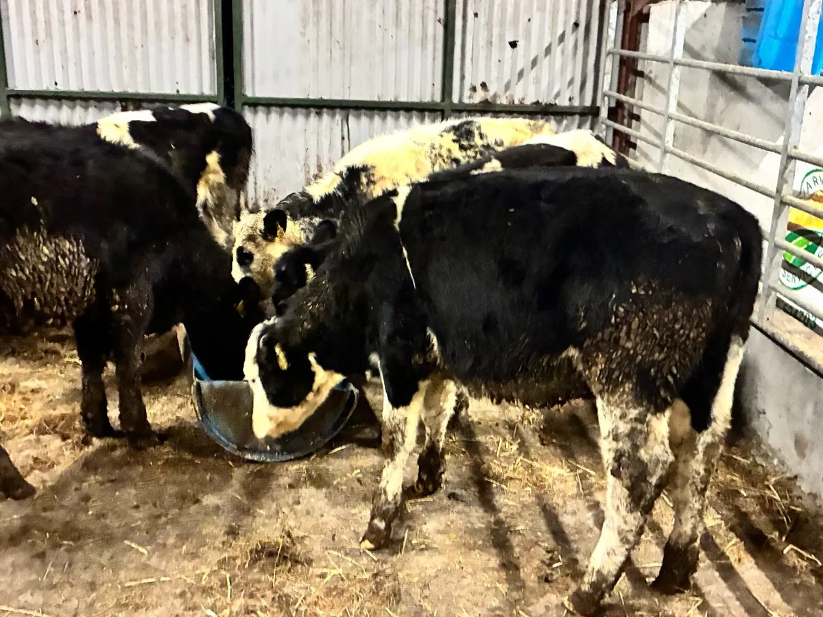 6 lovely continental weanling heifers for sale - Image 2