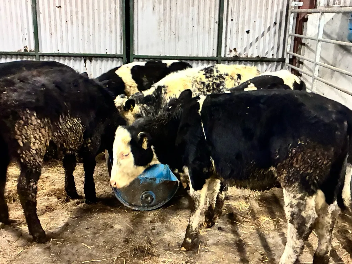 6 lovely continental weanling heifers for sale - Image 3