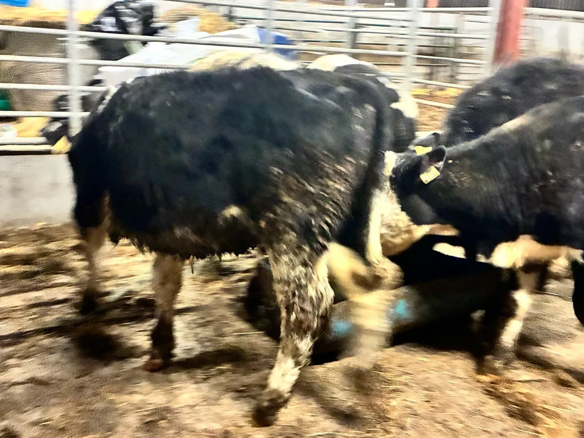 6 lovely continental weanling heifers for sale - Image 4