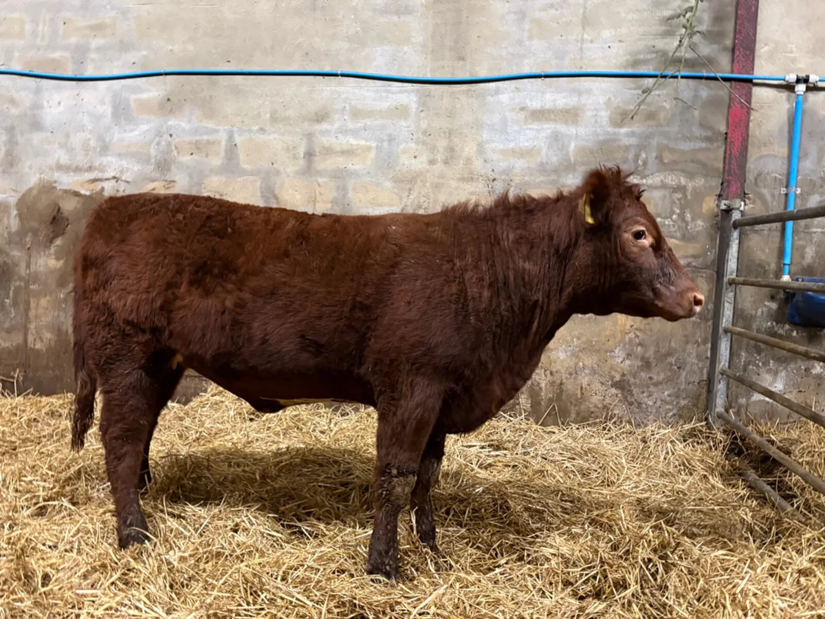 Pedigree shorthorn heifer - Image 1