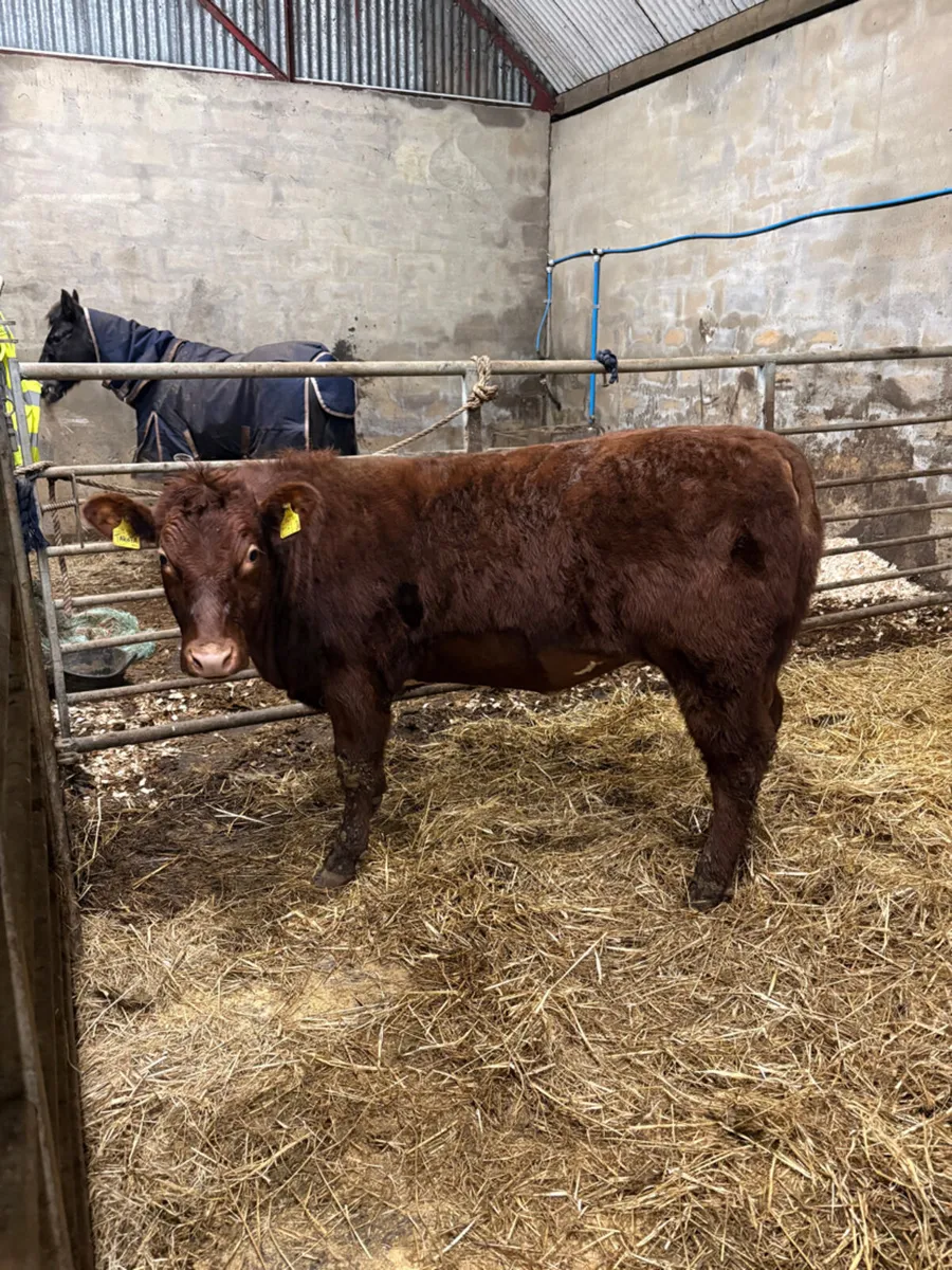 Pedigree shorthorn heifer - Image 2