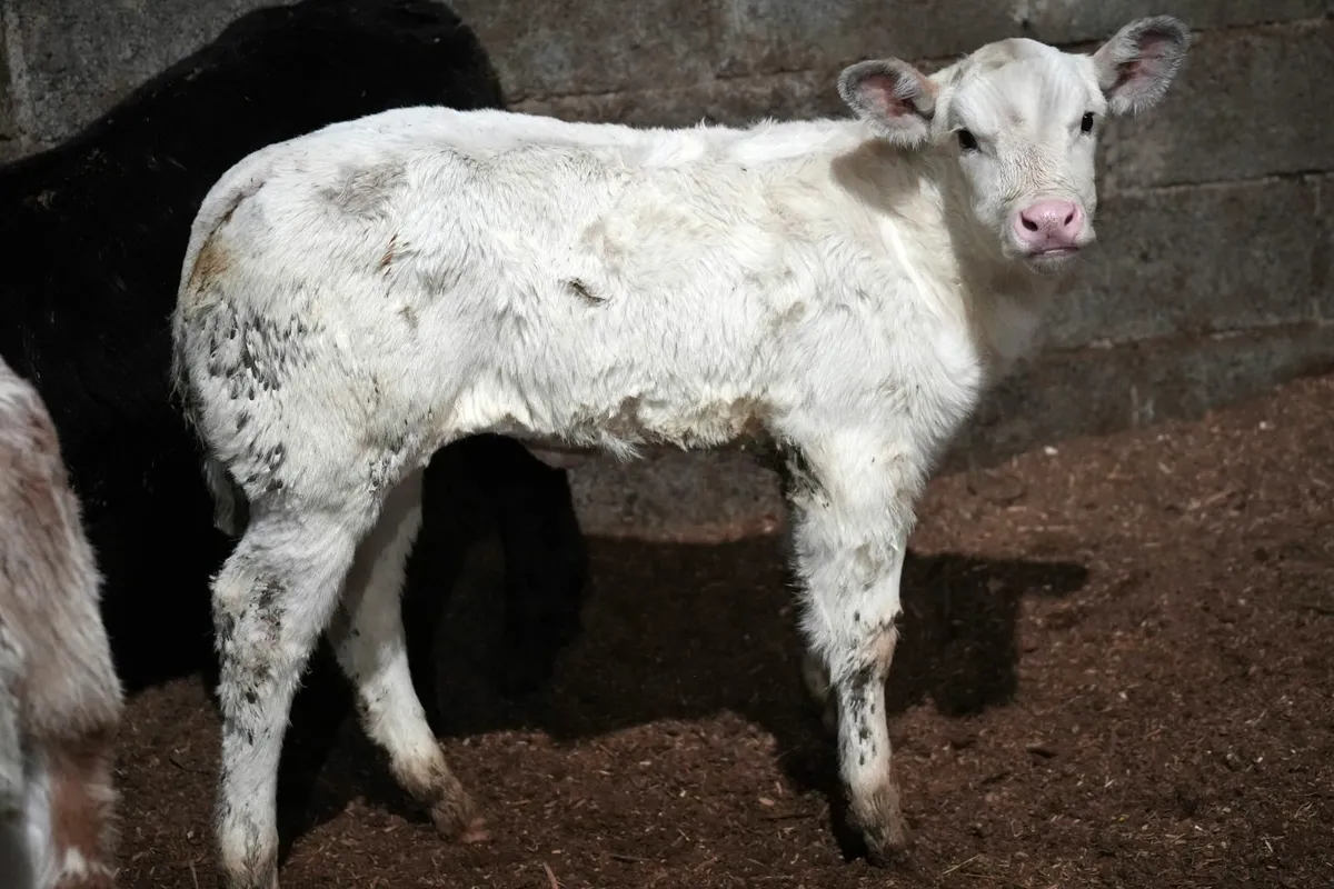 🌟 2 Exceptional Blue x Cows & Blue Calves 🌟 - Image 2