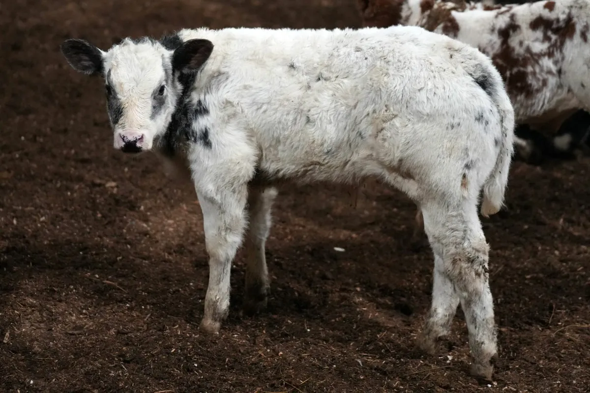 🌟 2 Exceptional Blue x Cows & Blue Calves 🌟 - Image 3