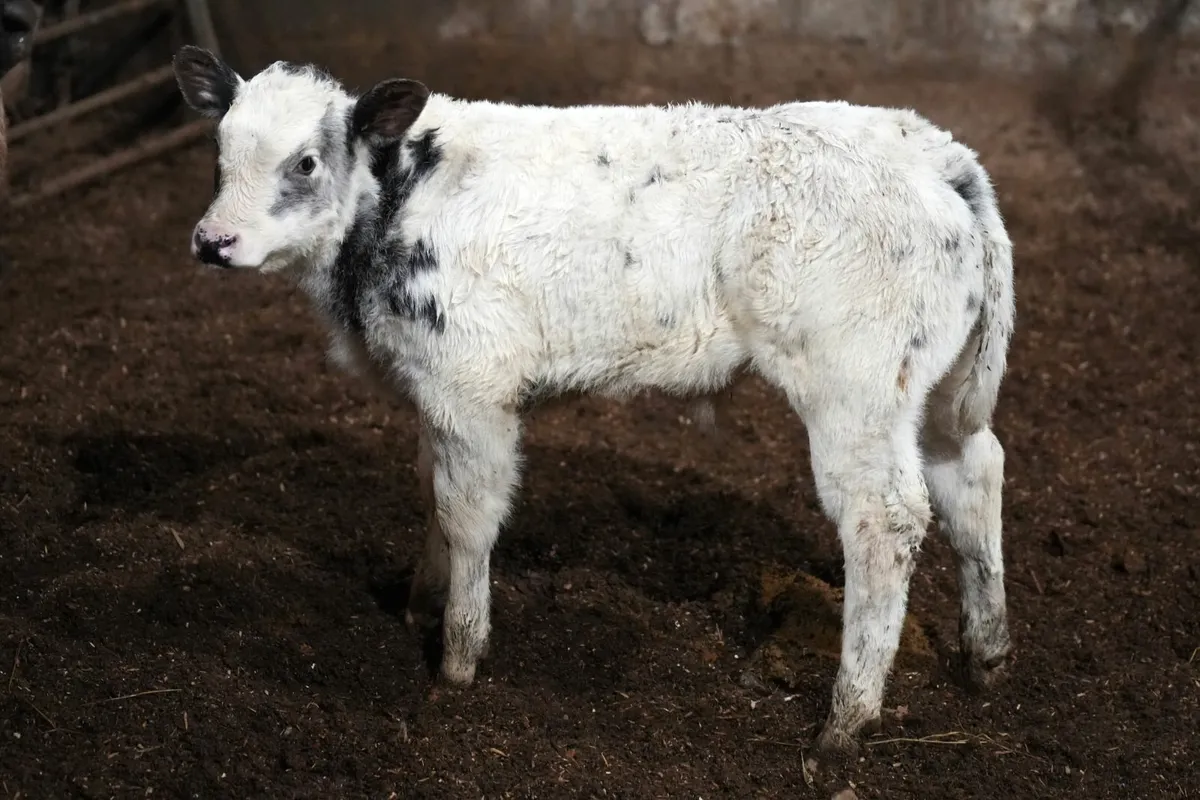 🌟 2 Exceptional Blue x Cows & Blue Calves 🌟 - Image 1