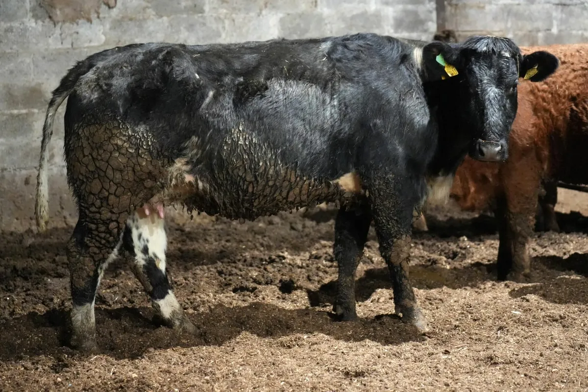 🌟 2 Exceptional Blue x Cows & Blue Calves 🌟 - Image 4