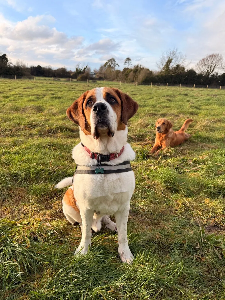 Knightfield Dog Sitting - Image 1