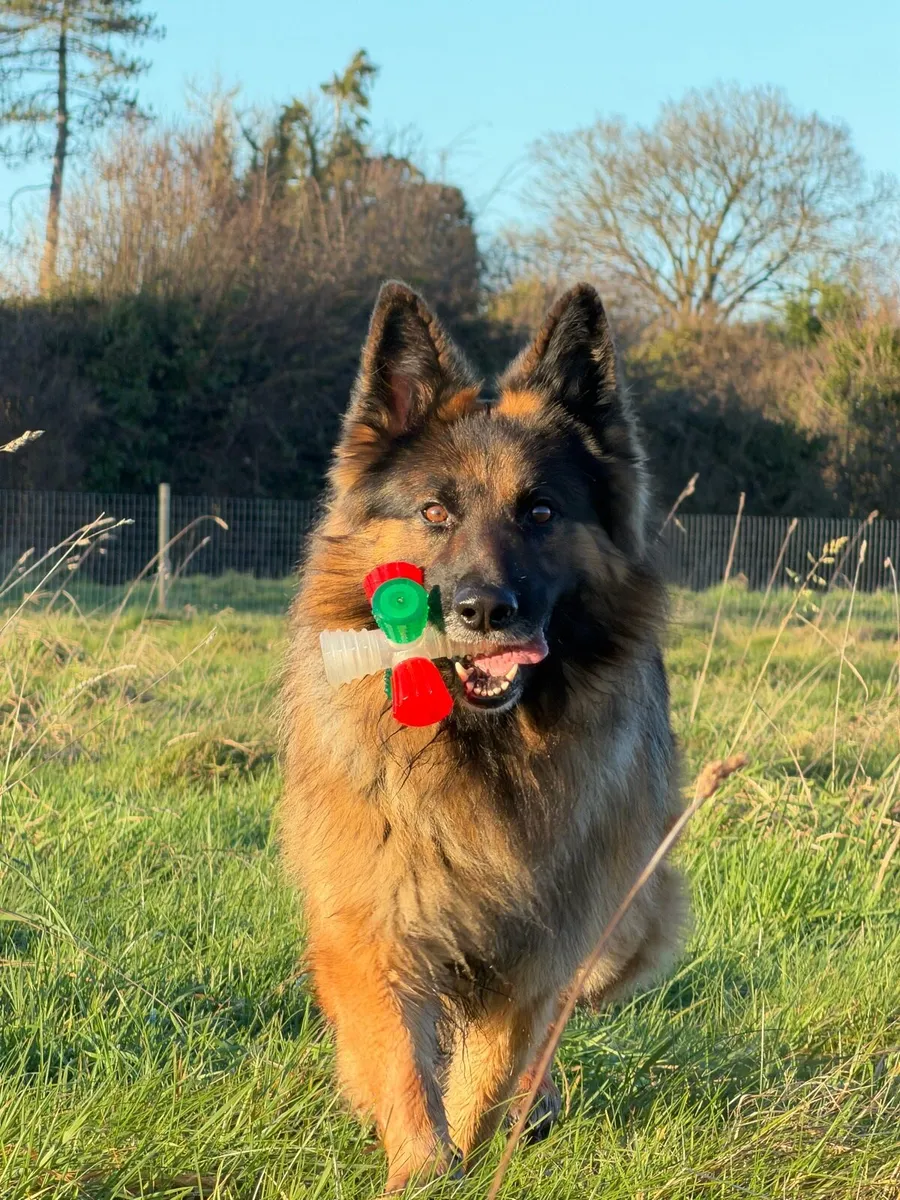 Knightfield Dog Sitting - Image 3