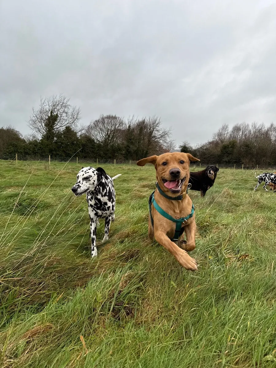 Knightfield Dog Sitting - Image 4