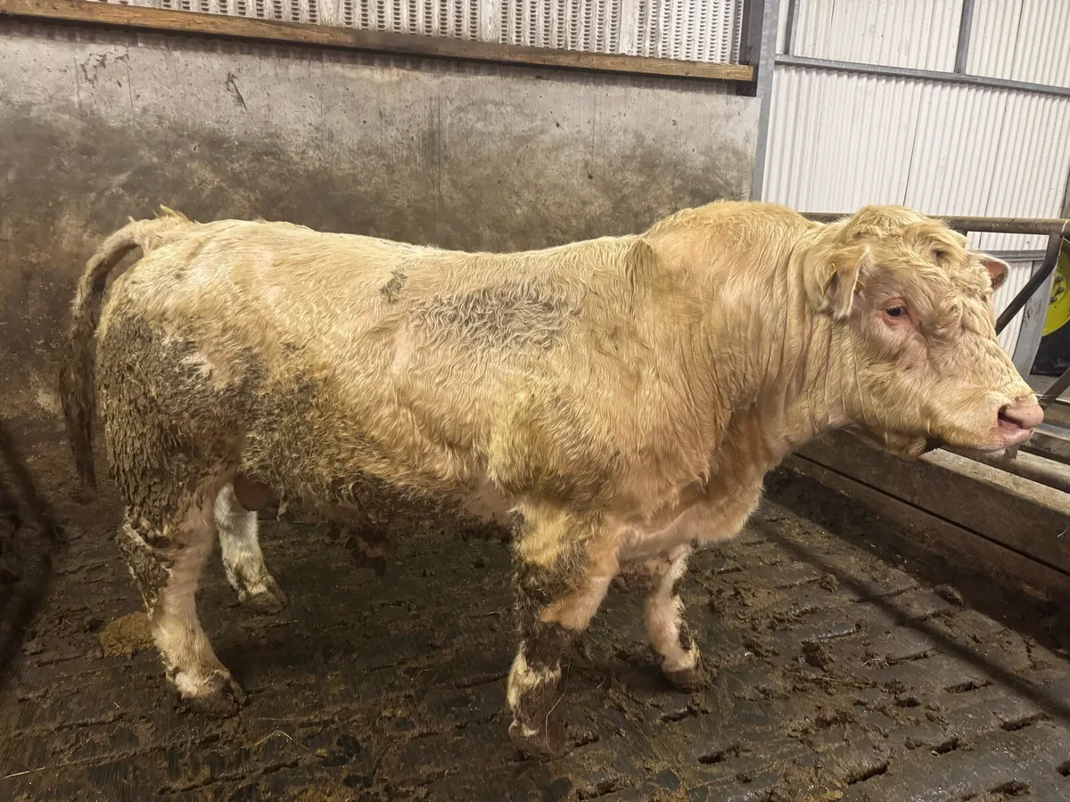 Pedigree Charolais bull for sale - Image 1