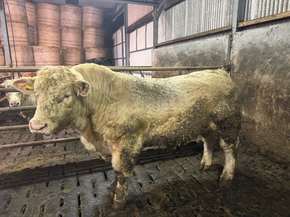 Pedigree Charolais bull for sale - Image 2