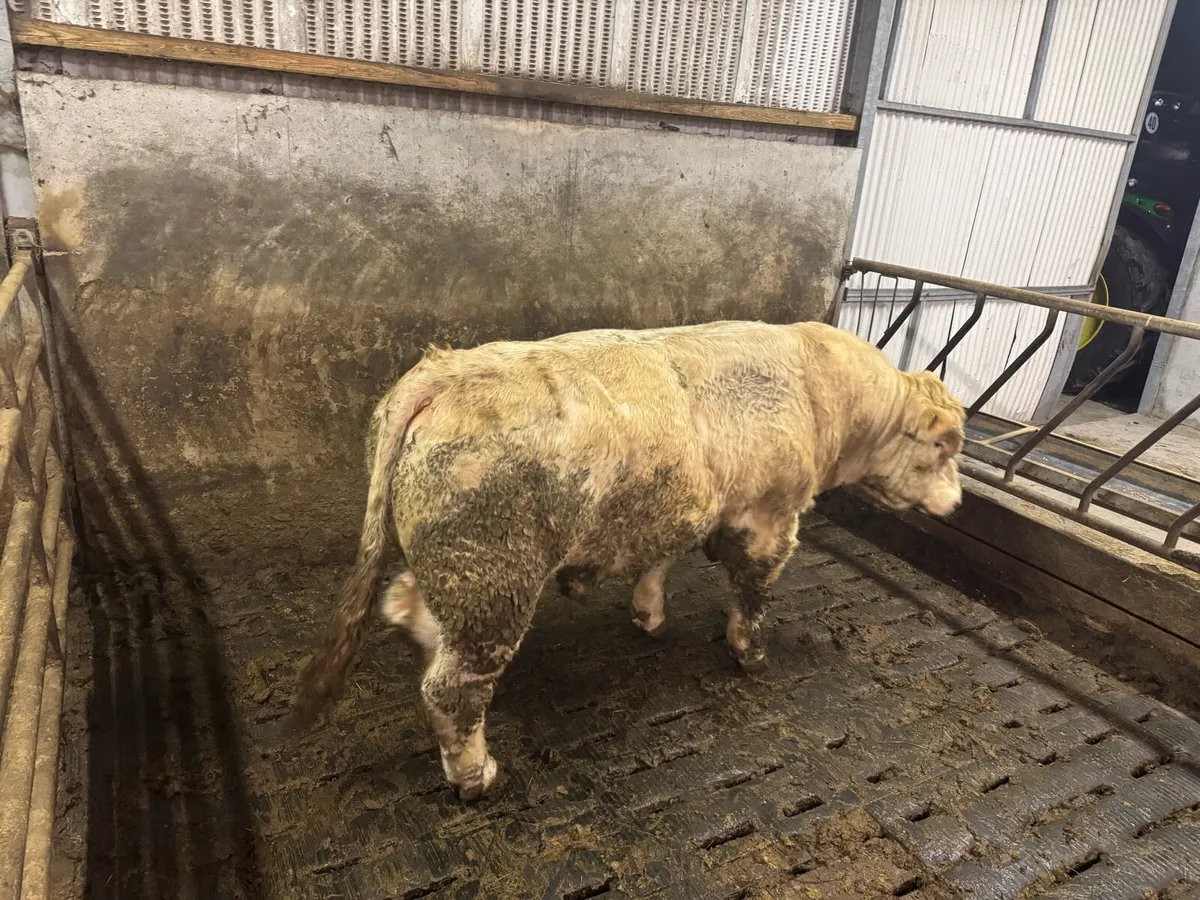 Pedigree Charolais bull for sale - Image 3