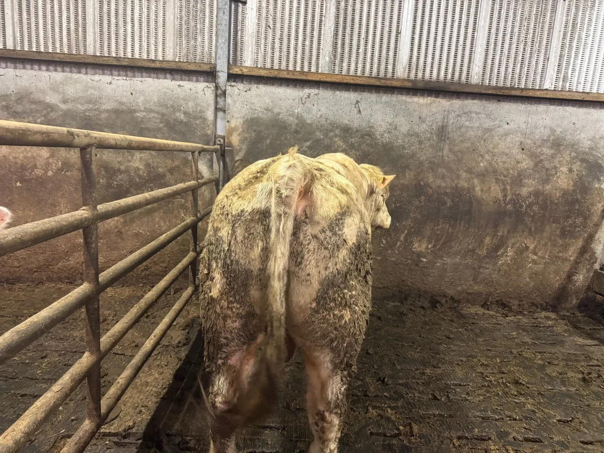 Pedigree Charolais bull for sale - Image 4