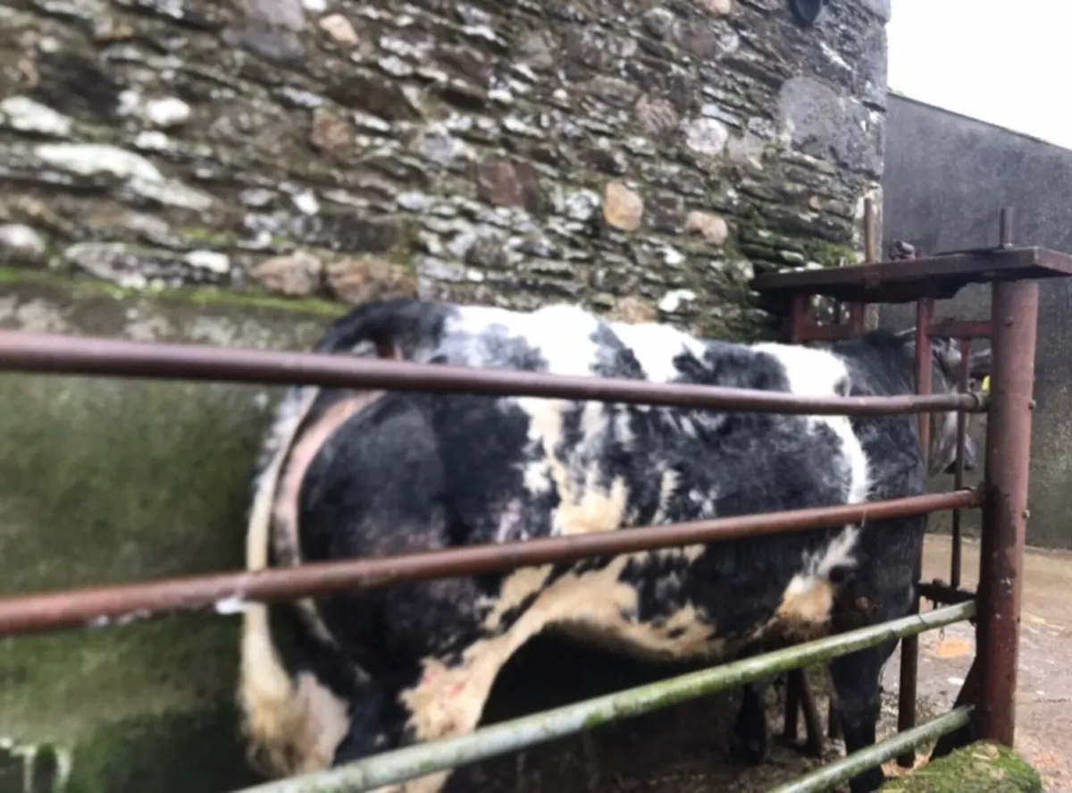 Beef cattle - Image 1