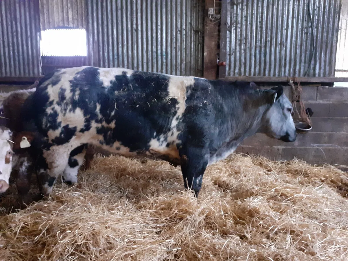 Beef cattle - Image 2