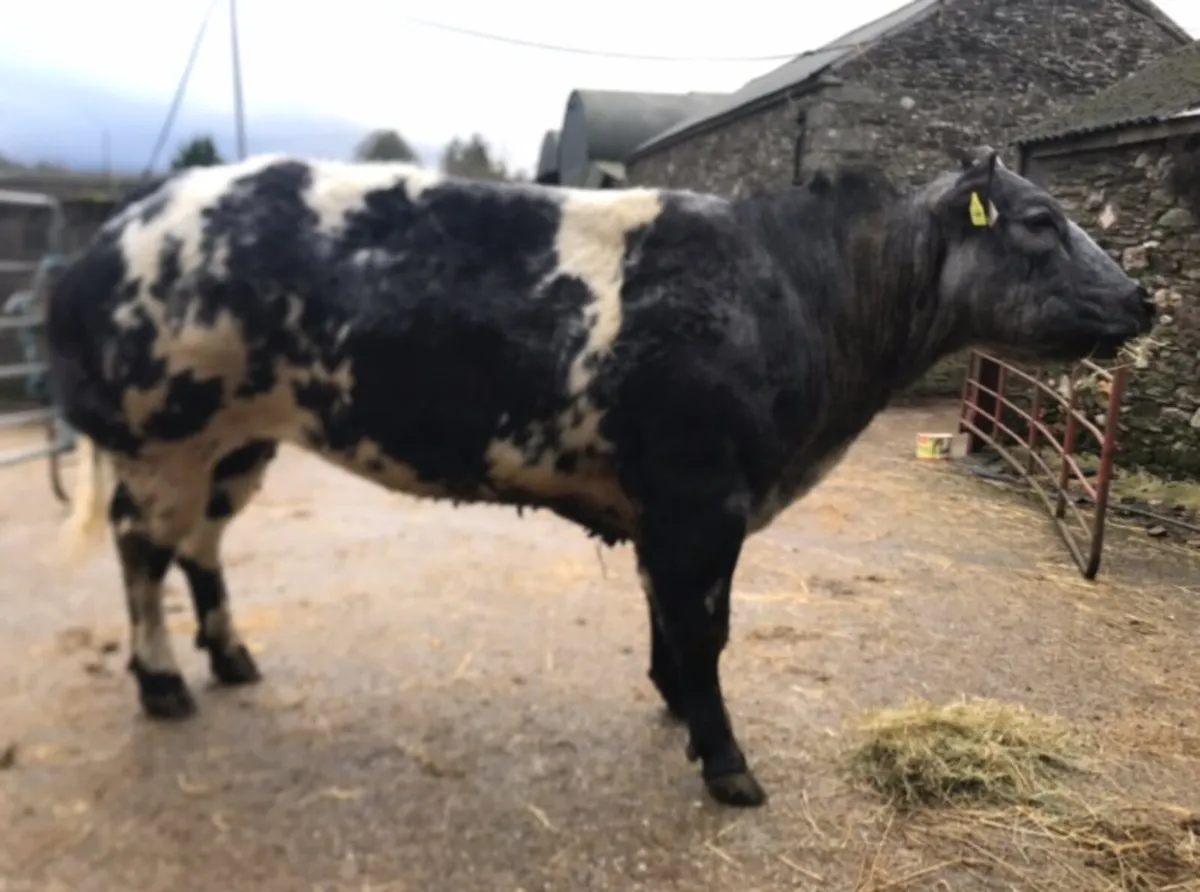 Beef cattle - Image 3