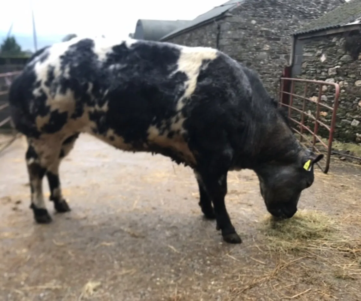 Beef cattle - Image 4