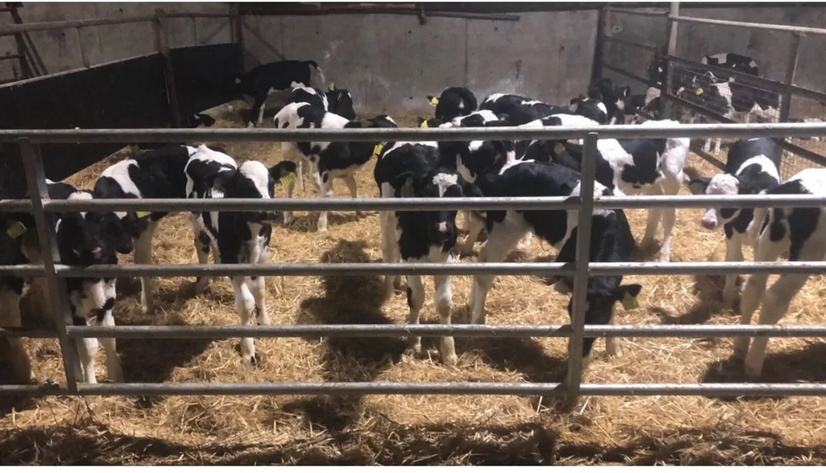 Fr heifer calves - Image 2