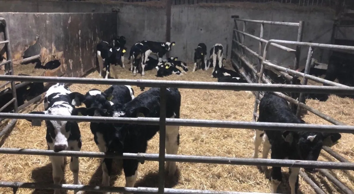 Fr heifer calves - Image 3