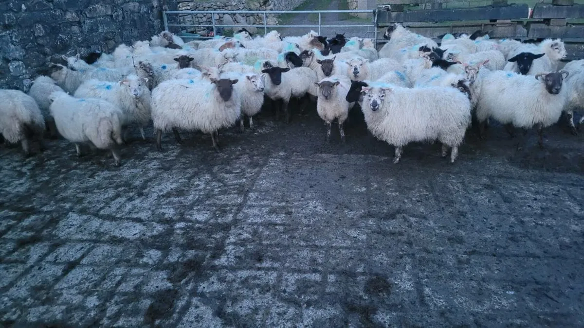 Ewe lambs - Image 2