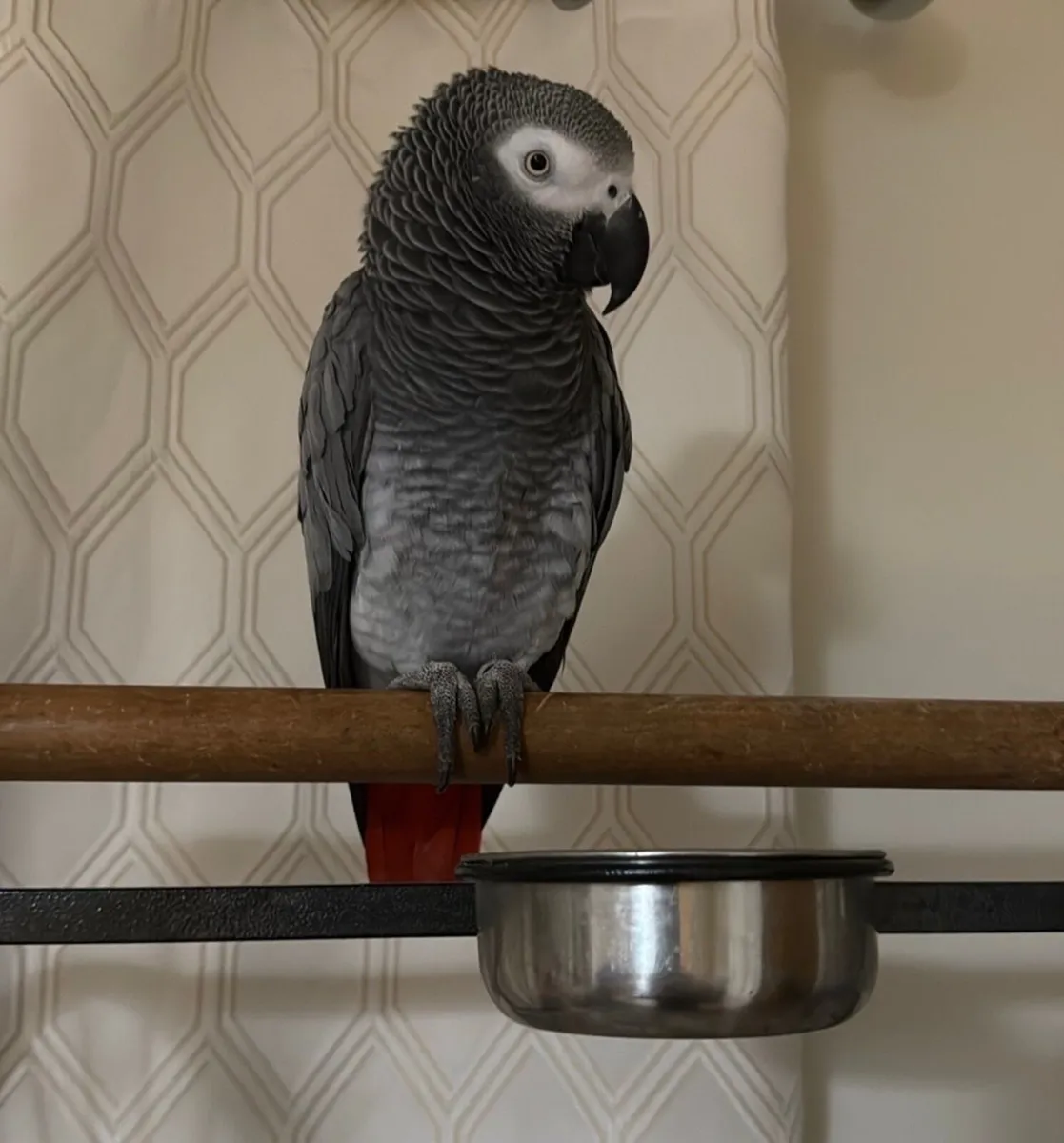 African Grey Parrot - Image 2